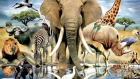 Dieren filmpjes voor kinderen Dieren filmpjes voor kinderen